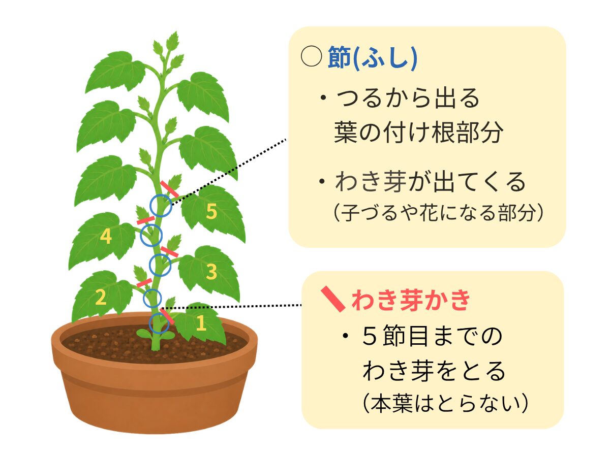 わき芽かき