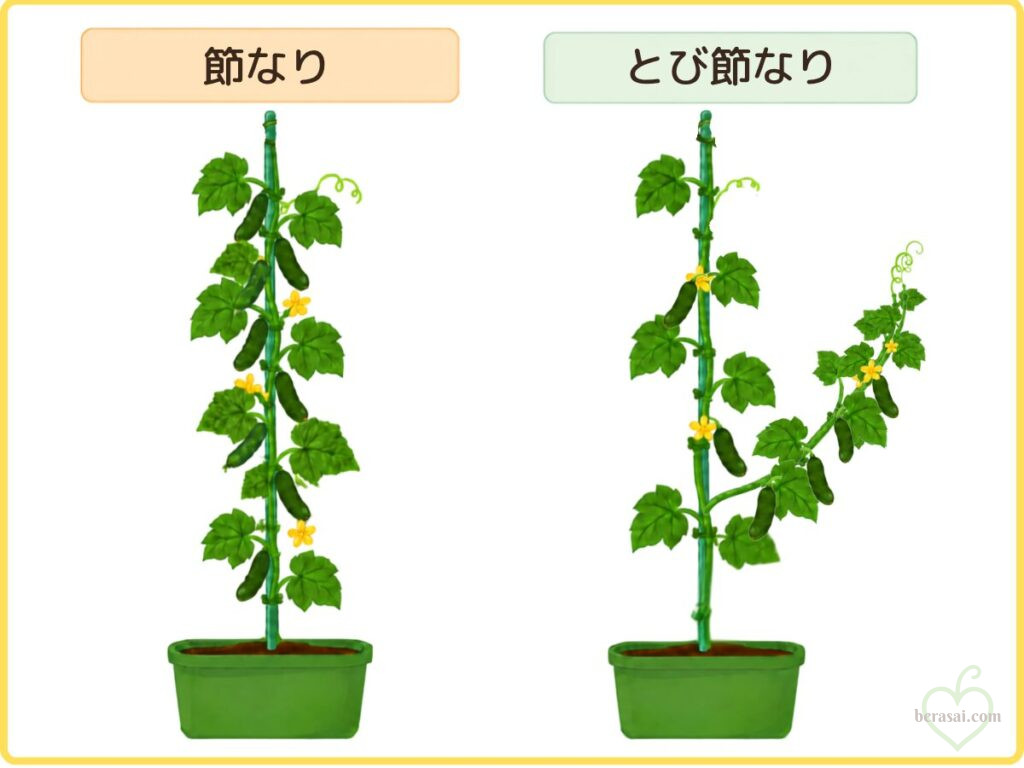 節なりととび節なり
