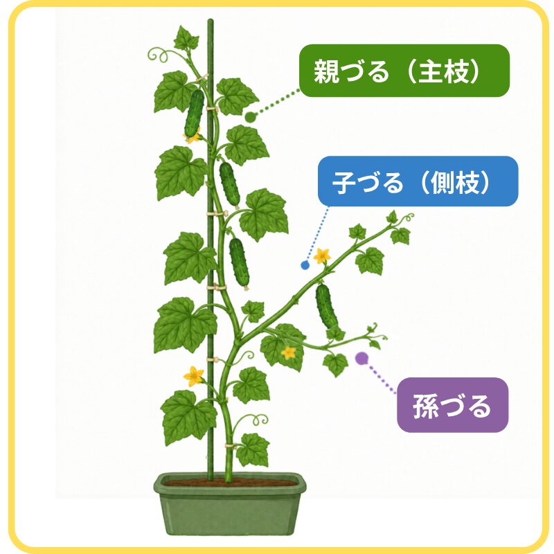 キュウリの親づる・子づる・孫づるの基本図
