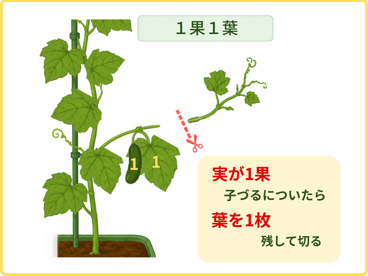 1果1葉