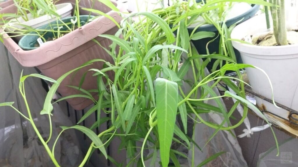 水切れ対策後に茎と葉が垂れるほど茂った空心菜