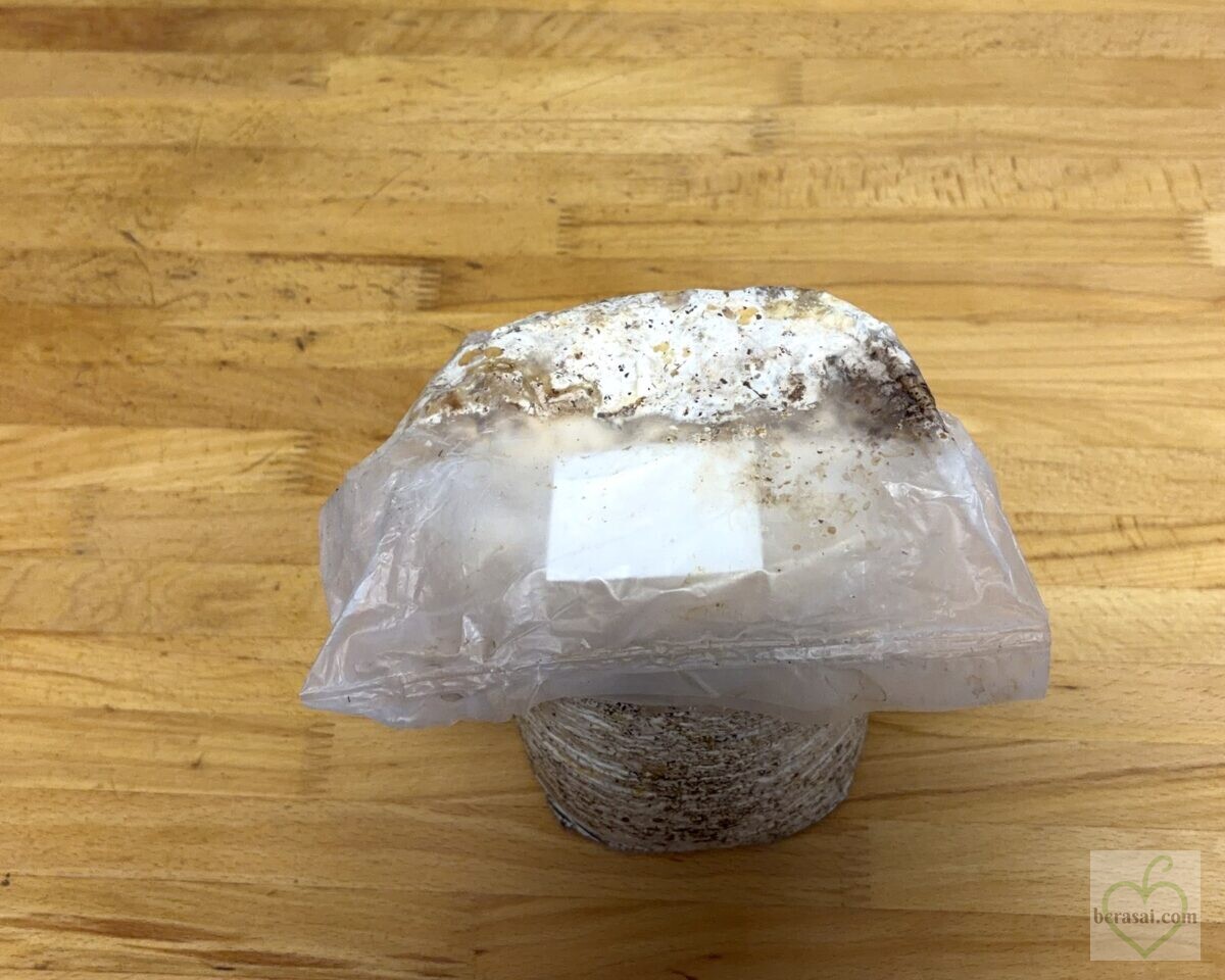 栽培を始める前のキクラゲ菌床