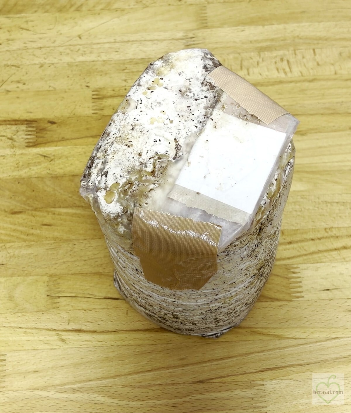 袋の上部を折り込み、ガムテープで留めた菌床