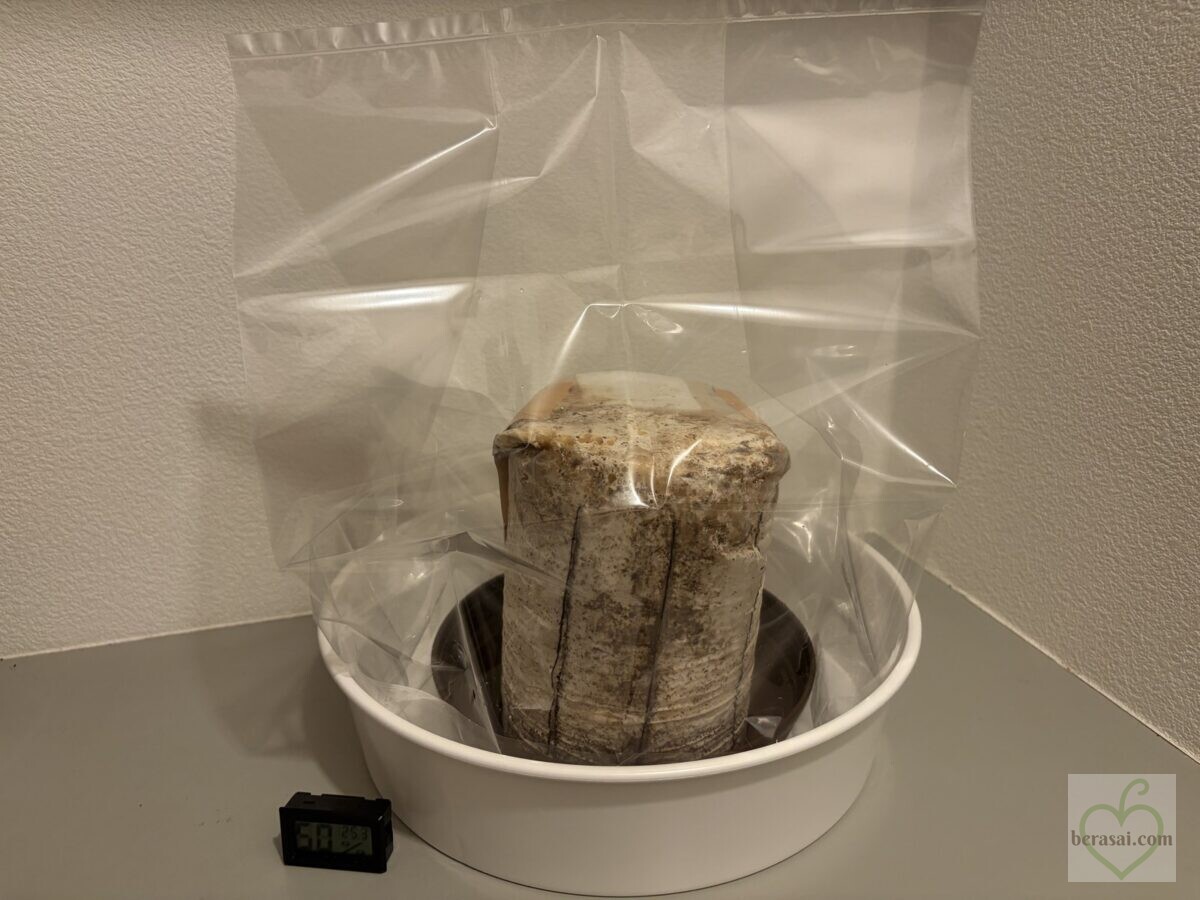 受け皿に置いて栽培袋をかぶせたキクラゲの菌床