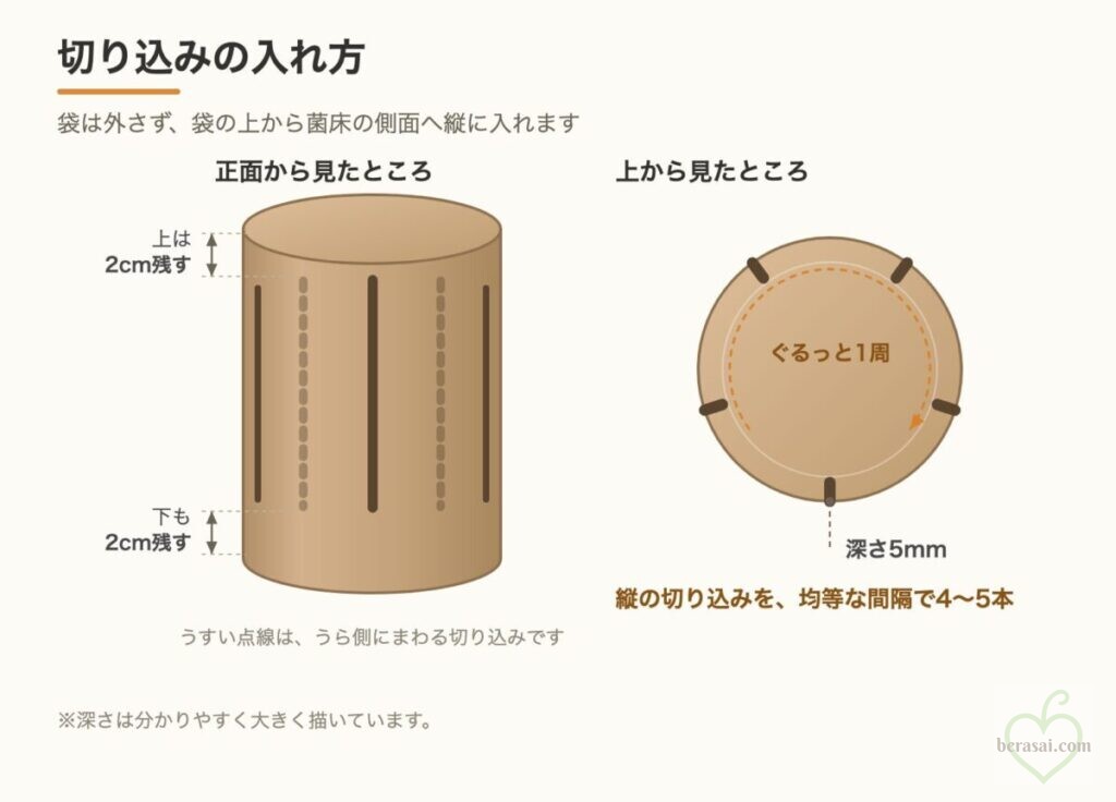 菌床の側面に上下2cmを残して縦の切り込みを入れる位置の図解