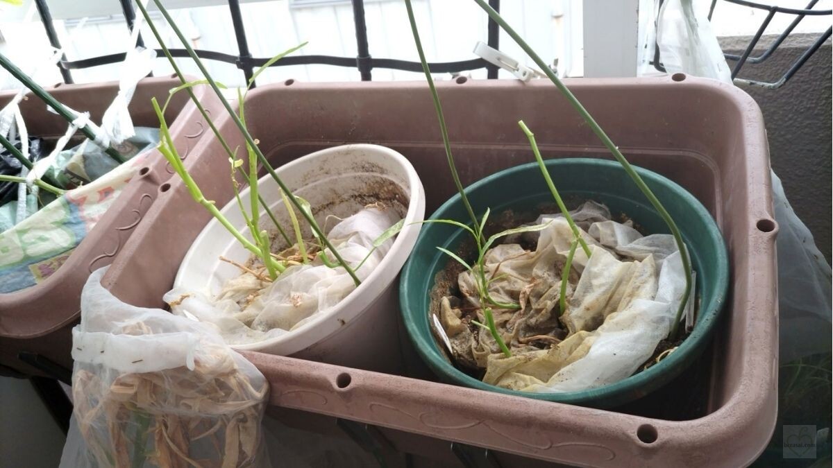 水栓つきプランターに鉢を入れた様子（2026年4月）