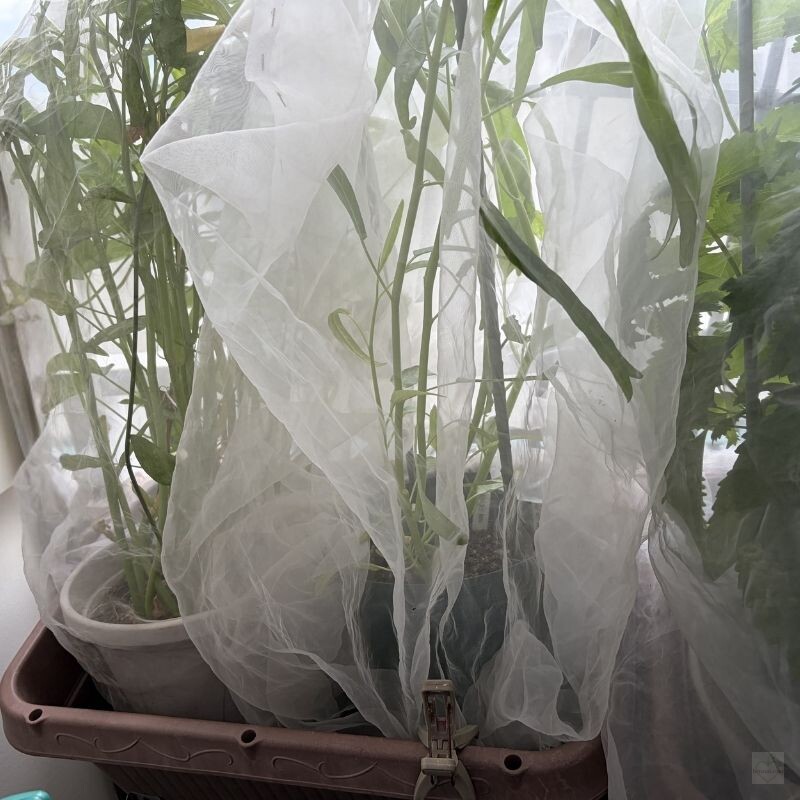 水栓つきプランターで育てる空心菜の別角度（2026年8月）