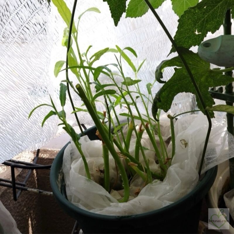 切り戻し後に新しい茎が伸びた空心菜（2025年8月）