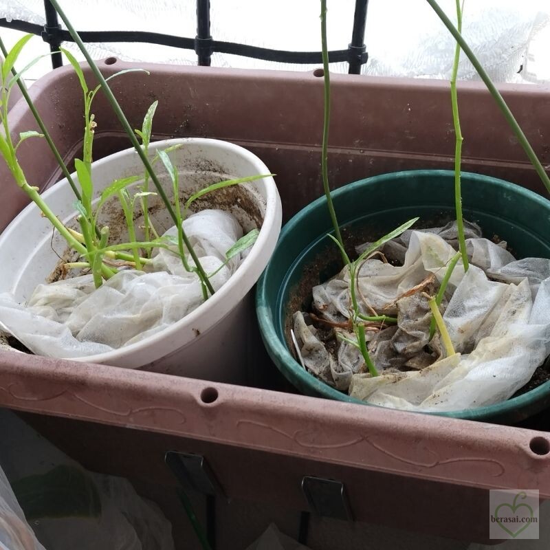さし芽で増やした空心菜から細い茎が伸びた様子（2025年8月）