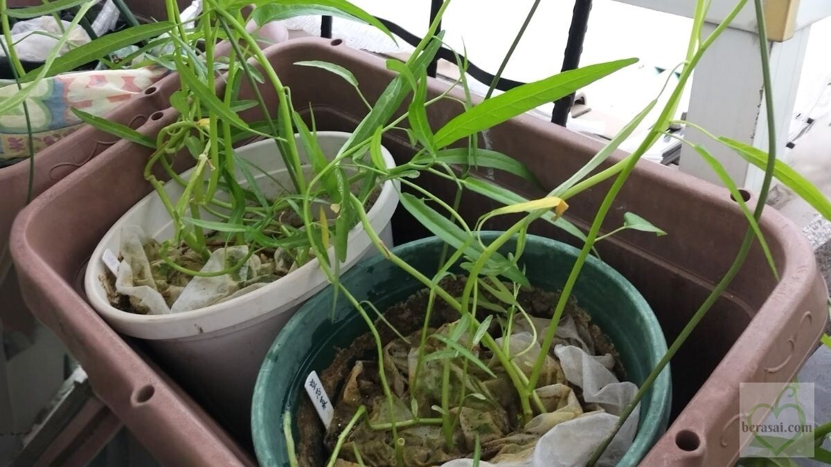 切り戻した株から伸びた空心菜の新芽（2025年8月）