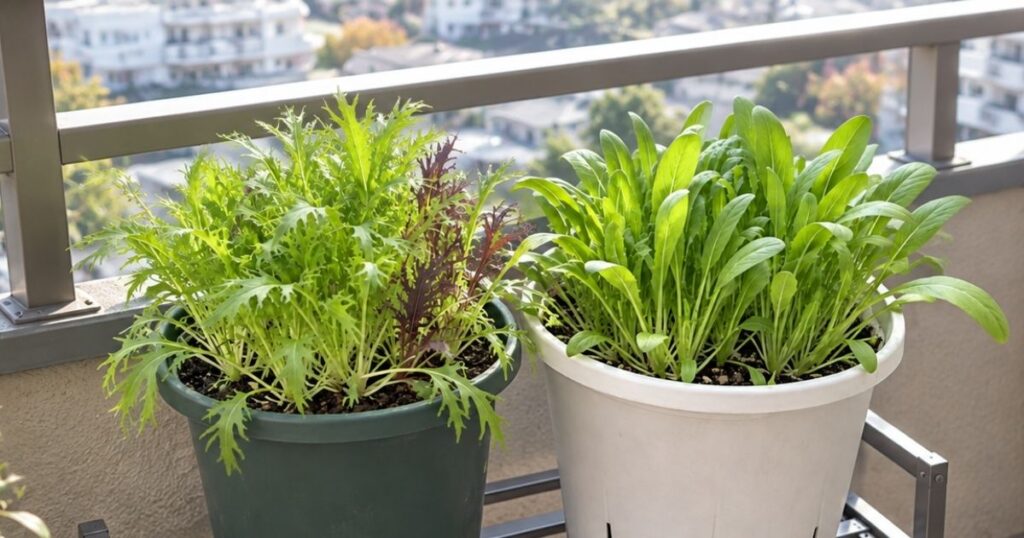 ベランダの手すりの前に並んだ2つのプランター。左に水菜と赤水菜、右に壬生菜