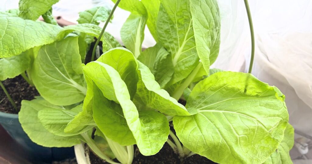 ベランダ菜園のしろな